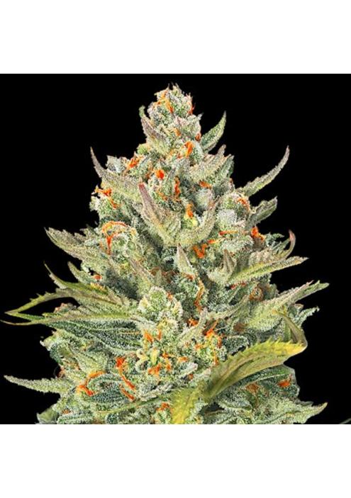 Auto Mimosa Max  5u. G13 Labs