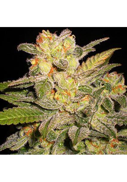 Auto Northern Lights 5u....