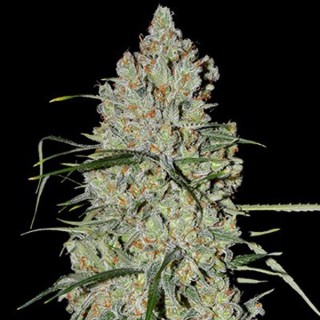 Auto Pineapple Express Nº 2 5u. G13 Labs