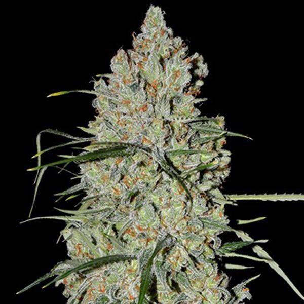 Auto Pineapple Express Nº 2 5u. G13 Labs
