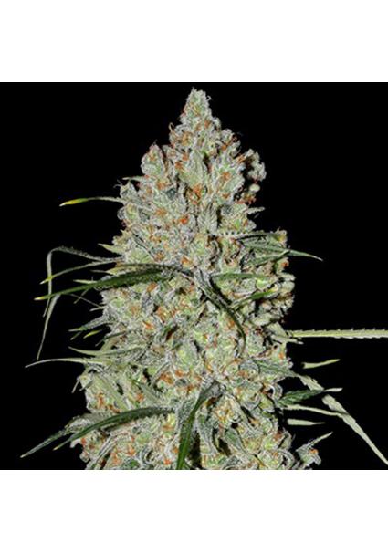 Auto Pineapple Express Nº 2...