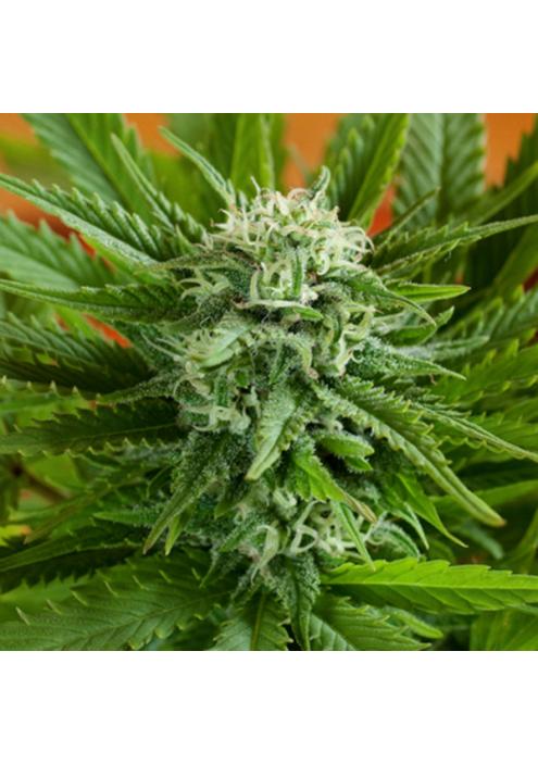 Auto Pineapple Express 5u. G13 Labs