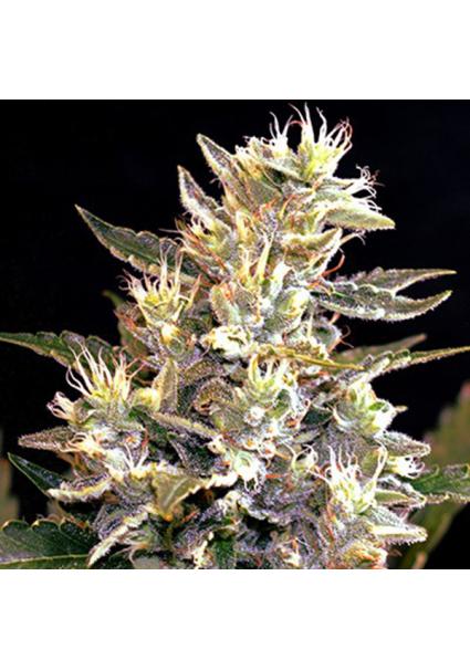 Auto Sunset Vibes 5u. G13 Labs