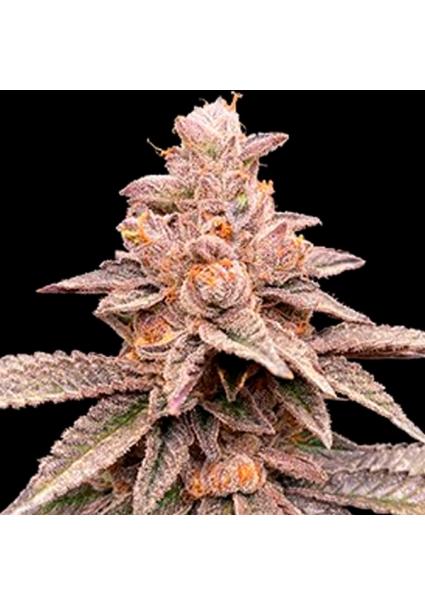 Banana Latte 5u. G13 Labs