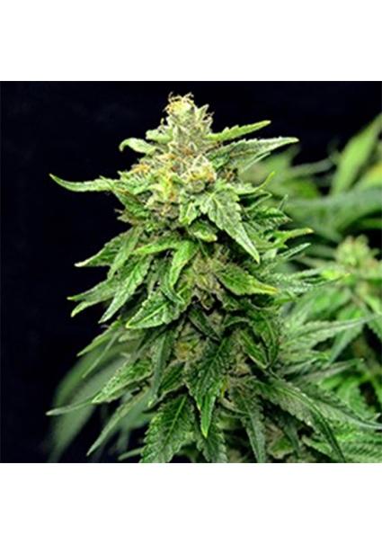 Blue Cindy 5u. G13 Labs