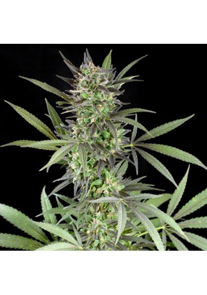 Blue Venom 5u. G13 Labs