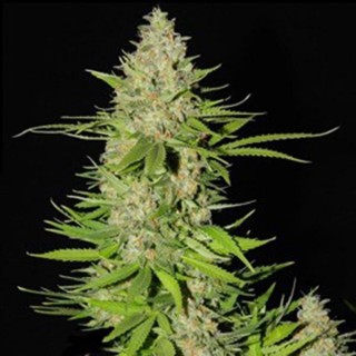 Blueberry Gum Nº 2 5u. G13 Labs