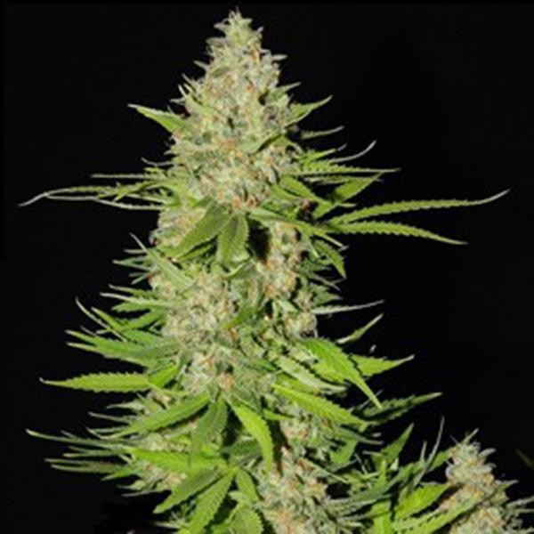 Blueberry Gum Nº 2 5u. G13 Labs