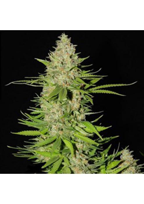 Blueberry Gum Nº 2 5u. G13 Labs