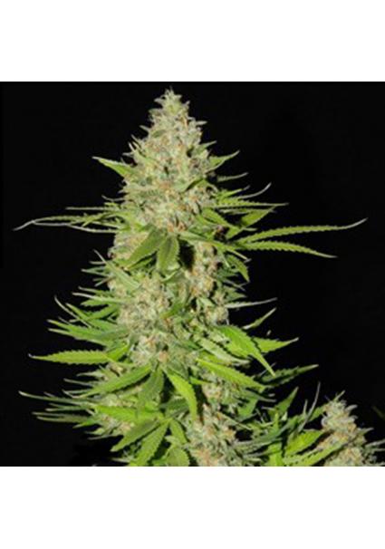 Blueberry Gum Nº 2 5u. G13...