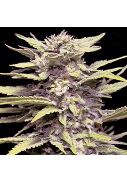 Blueberry Gum 5u. G13 Labs