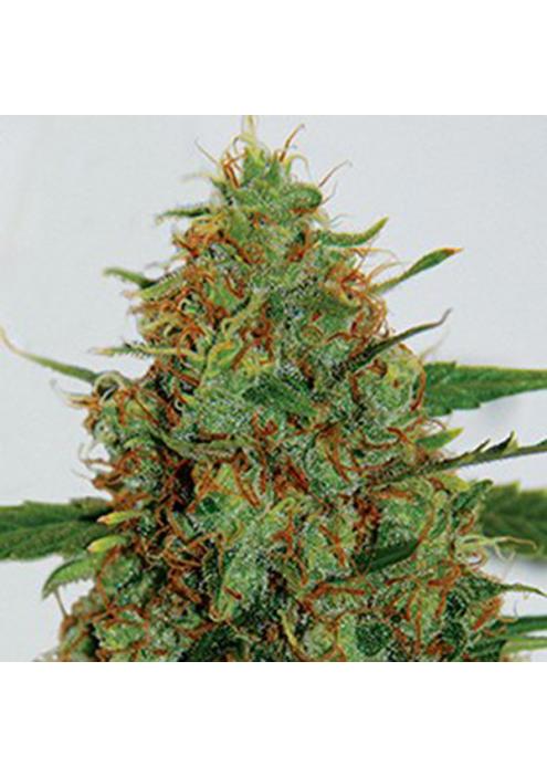 C99 5u. G13 Labs