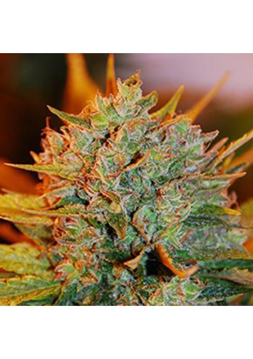 Gigabud 5u. G13 Labs