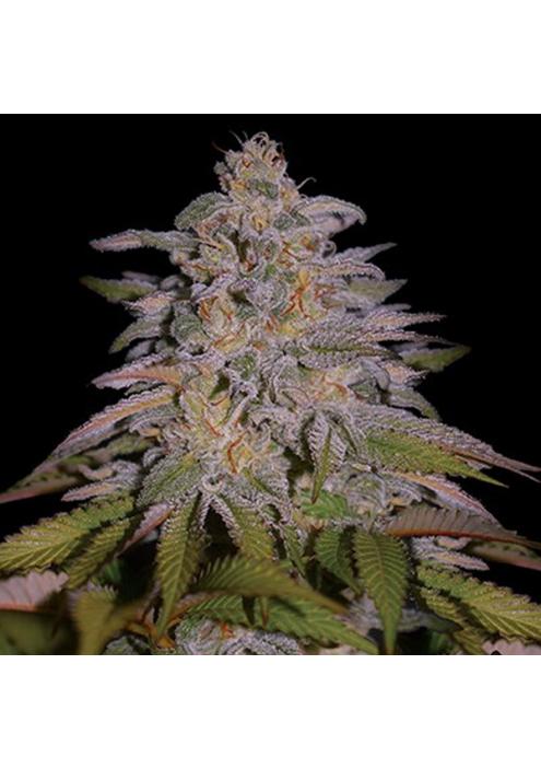 Glazed Gushers  5u. G13 Labs