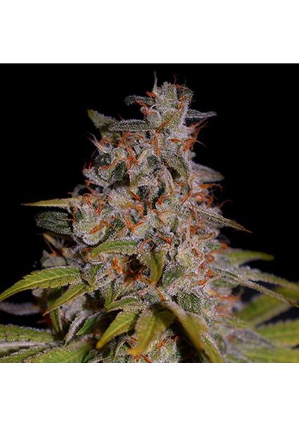 Honey Papaya  5u. G13 Labs