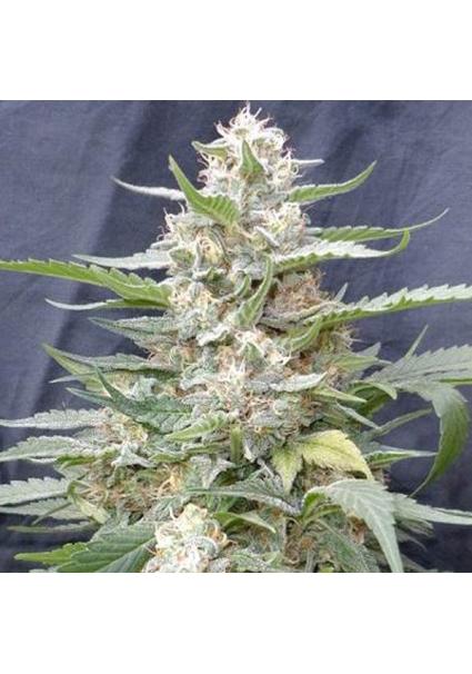 Lemon Amber Kush 5u. G13 Labs