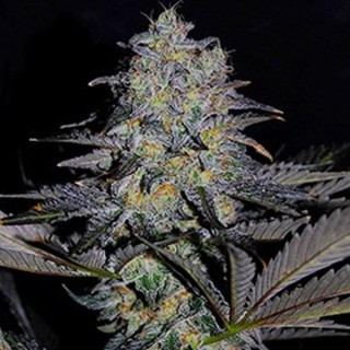 Magnetic Marker 5u. G13 Labs