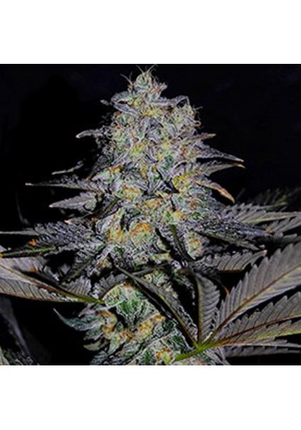 Magnetic Marker 5u. G13 Labs