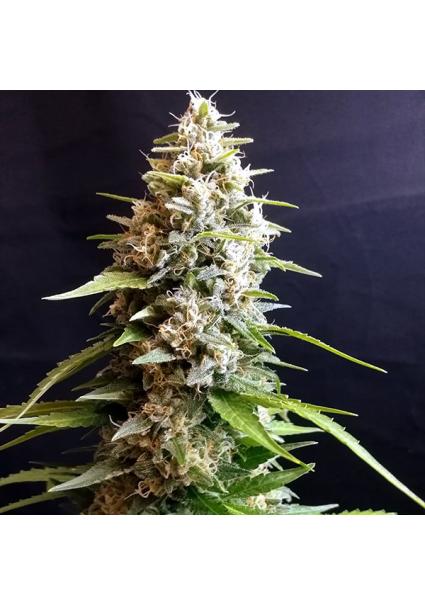 Maltezerz 5u. G13 Labs