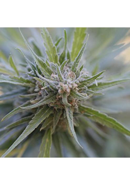 Midnight Kush 5u. G13 Labs