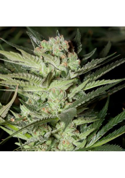 Mozzarella 5u. G13 Labs