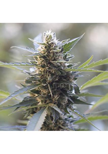 Northern Lights x Skunk 5u....