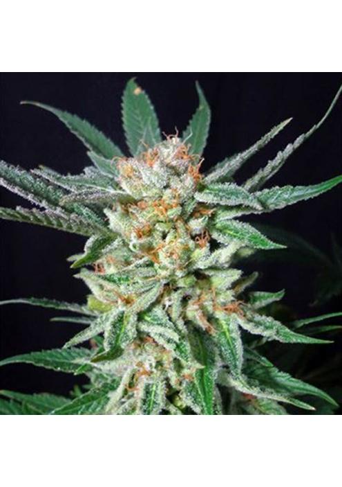 Orange Cinnamon Swirl 5u. G13 Labs