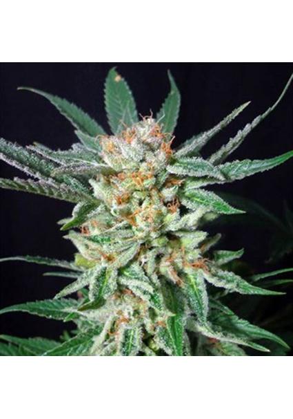 Orange Cinnamon Swirl 5u....