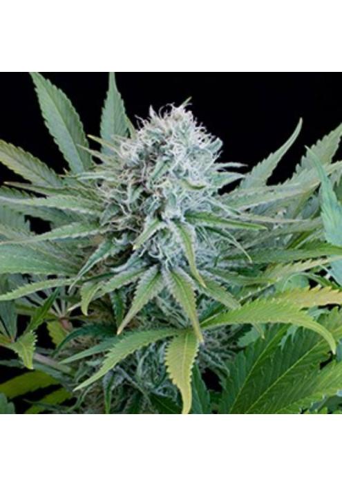 Peach Purée CBD 5u. G13 Labs