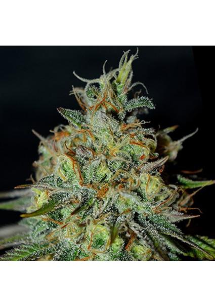Picante 5u. G13 Labs