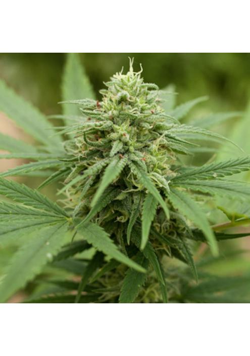 Pineapple Express Nº 2 5u. G13 Labs