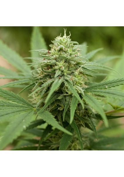 Pineapple Express Nº 2 5u....