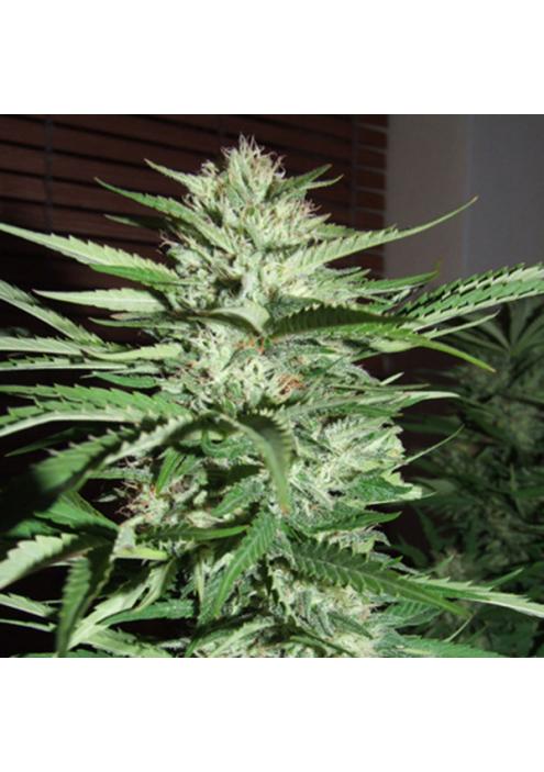 Pineapple Express 5u. G13 Labs