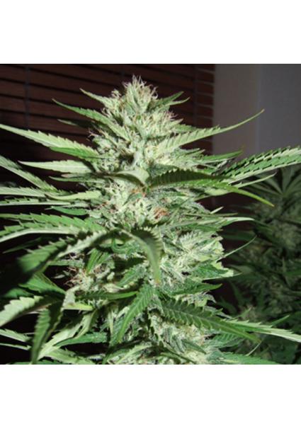 Pineapple Express 5u. G13 Labs