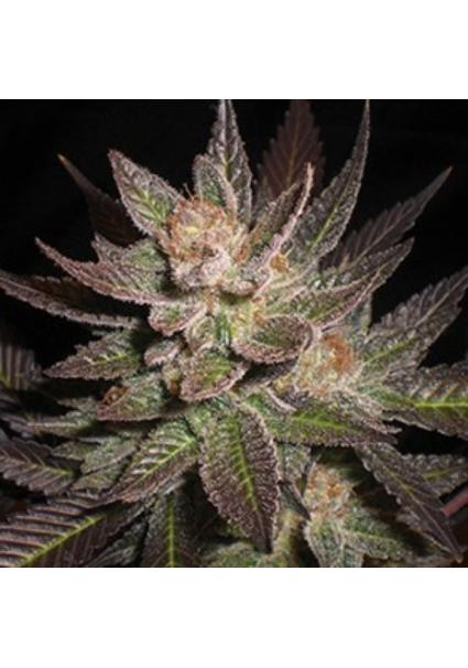 Purple Haze 5u. G13 Labs