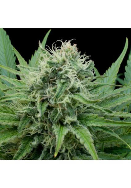 Raw Diesel 5u. G13 Labs