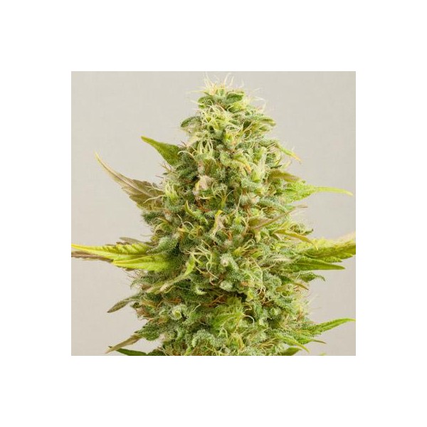 Royal Kush 5u. G13 Labs