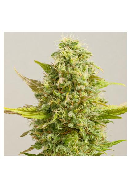 Royal Kush 5u. G13 Labs