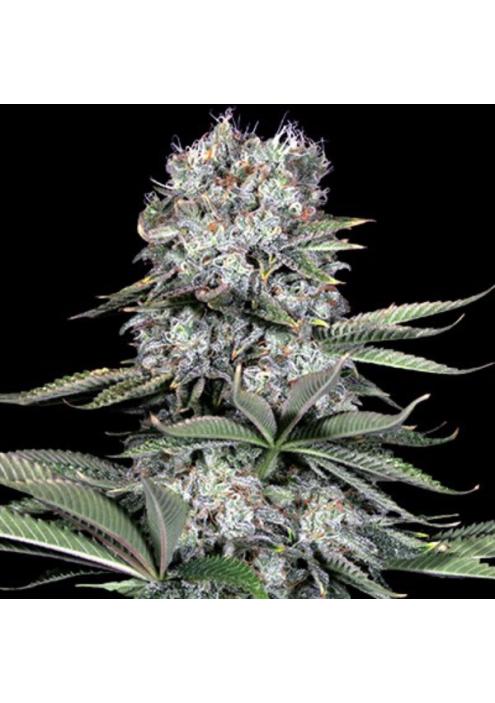 Runtz 13 5u. G13 Labs