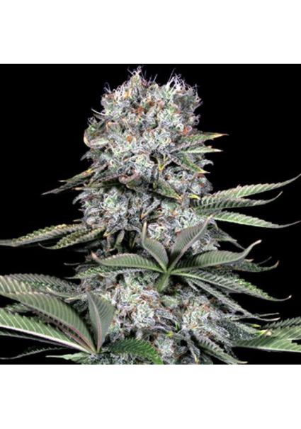 Runtz 13 5u. G13 Labs