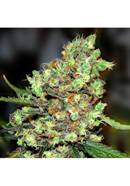 SkunkNº 1 5u. G13 Labs