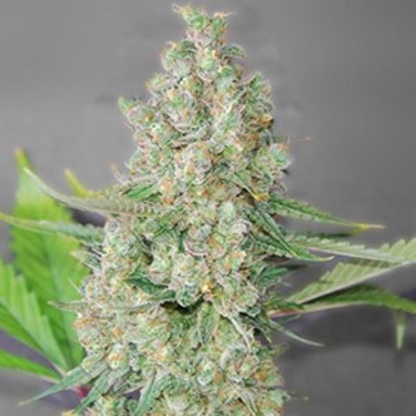 Super Skunk 5u. G13 Labs