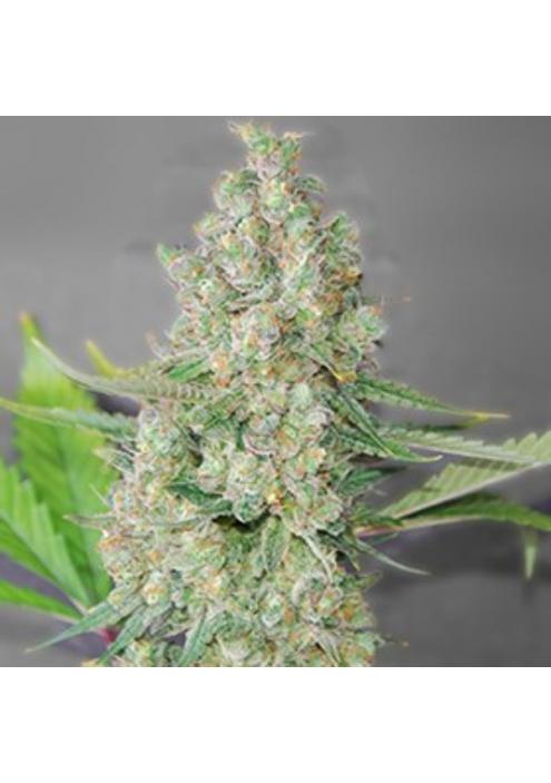 Super Skunk 5u. G13 Labs