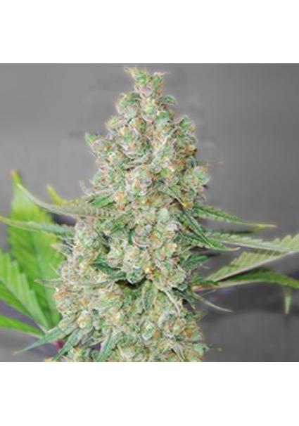 Super Skunk 5u. G13 Labs