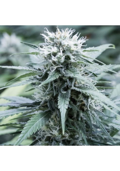 Sweet Amnesia 5u. G13 Labs