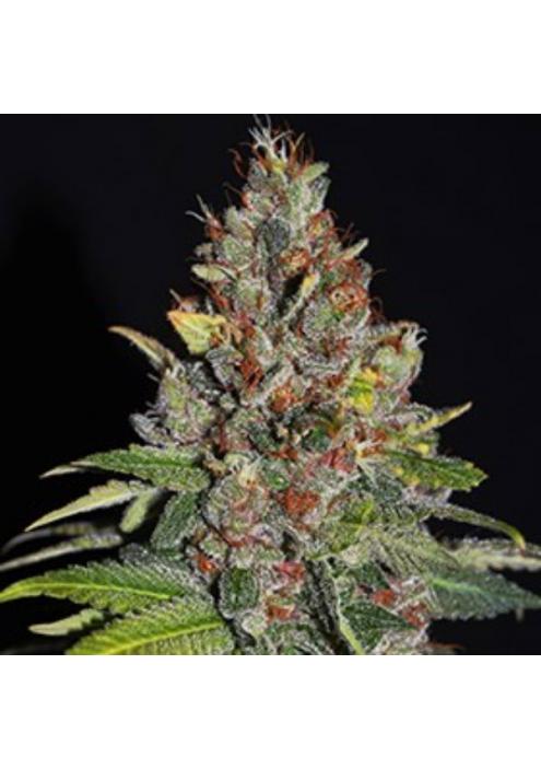 Tropical Punch 5u. G13 Labs