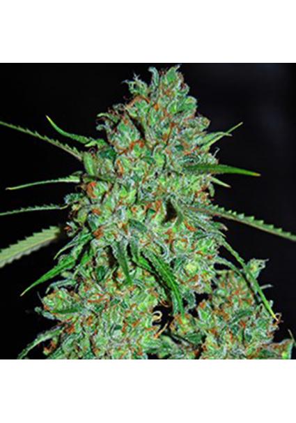 White Critical 5u. G13 Labs