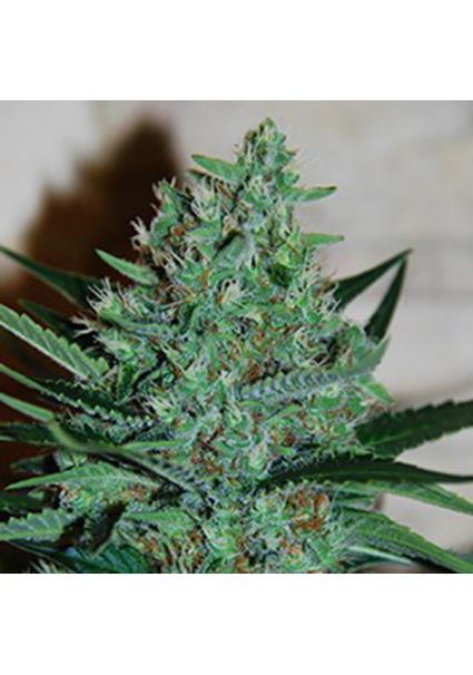 White Lavender 5u. G13 Labs