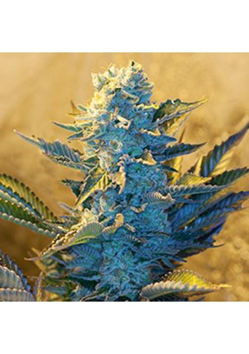 White Widow 5u. G13 Labs