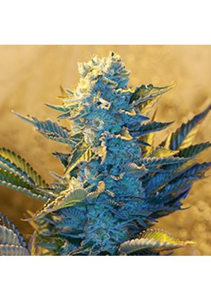 White Widow 5u. G13 Labs